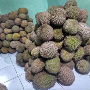 Detail Gambar Durian Lokal Nomer 32