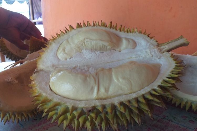 Detail Gambar Durian Lokal Nomer 33