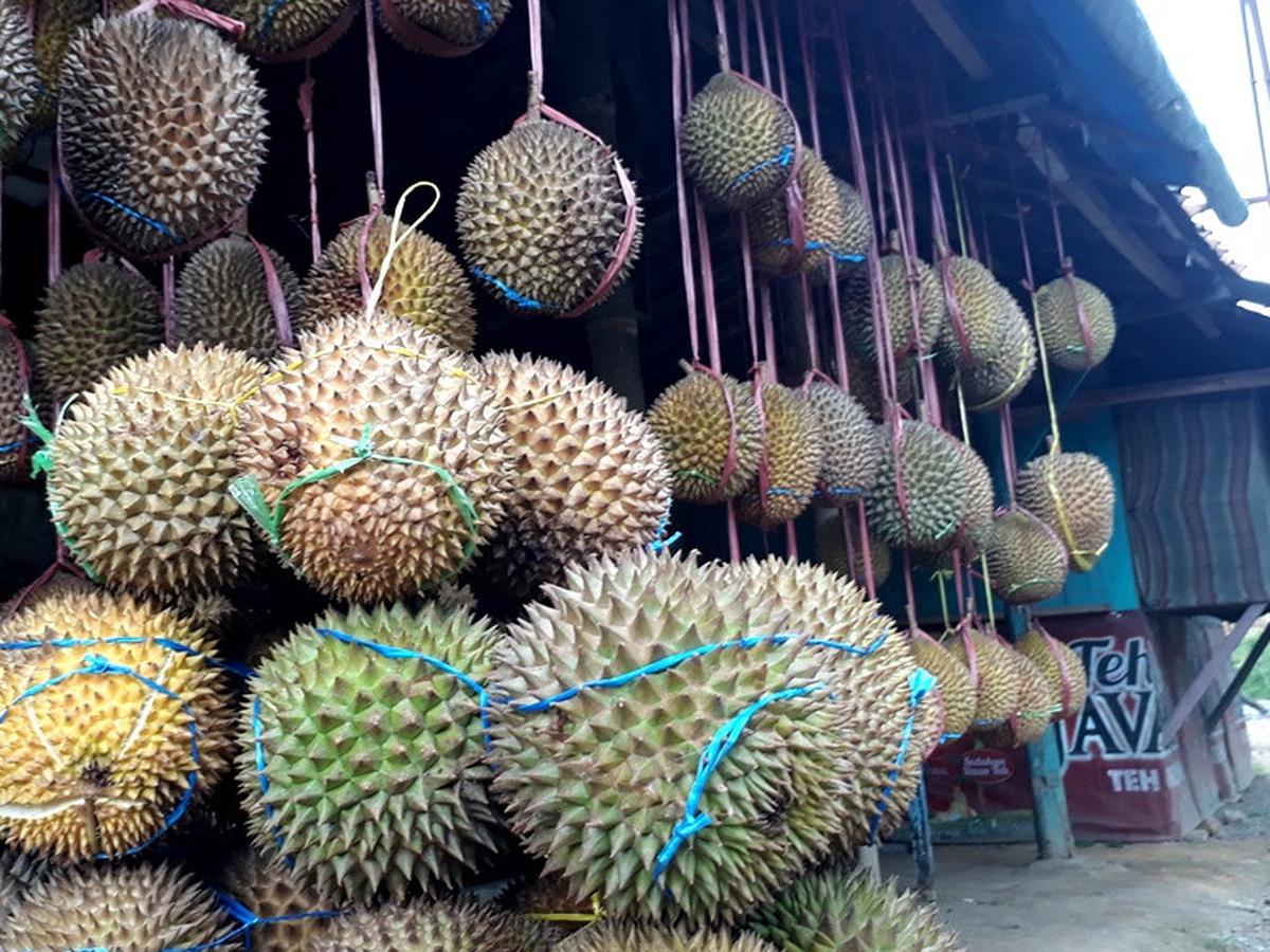 Detail Gambar Durian Lokal Nomer 34