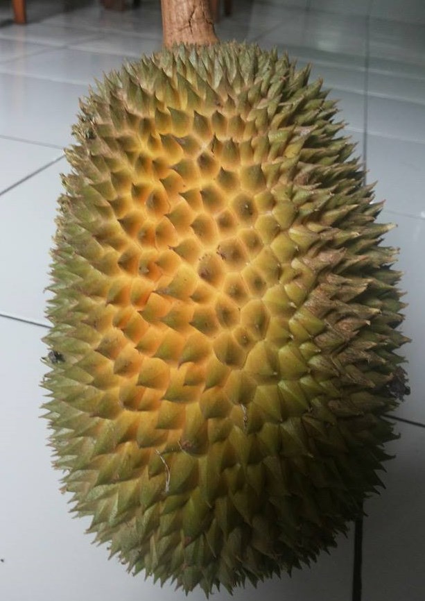 Detail Gambar Durian Lokal Nomer 40