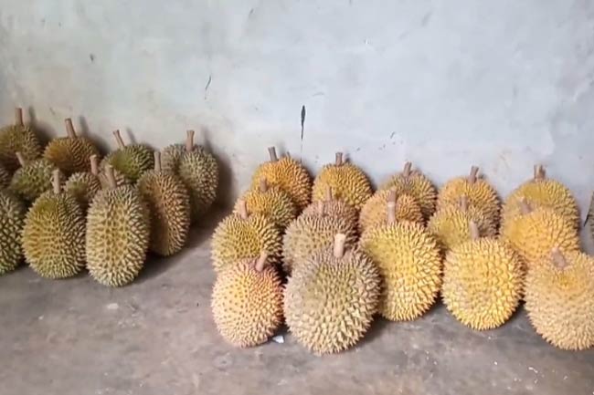 Detail Gambar Durian Lokal Nomer 41