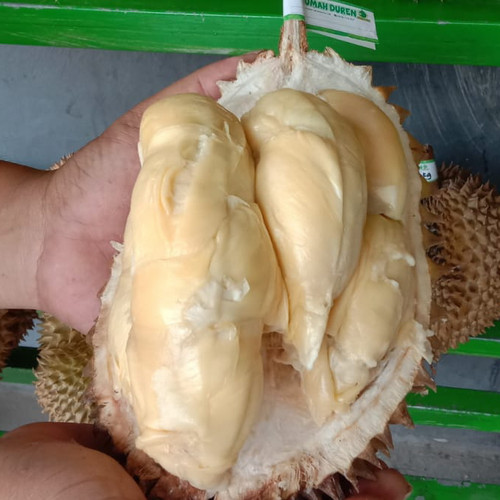 Detail Gambar Durian Lokal Nomer 42