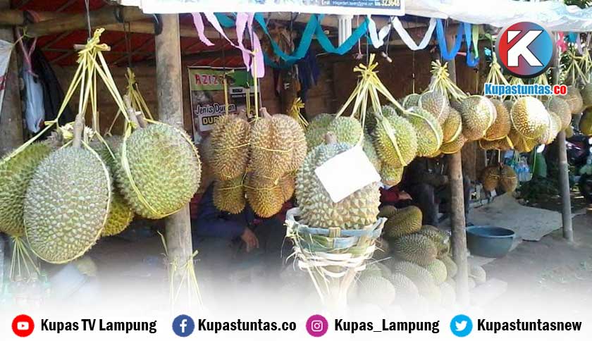 Detail Gambar Durian Lokal Nomer 43