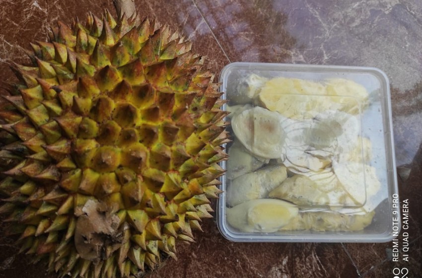 Detail Gambar Durian Lokal Nomer 47