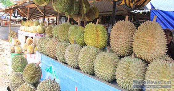 Detail Gambar Durian Lokal Nomer 48