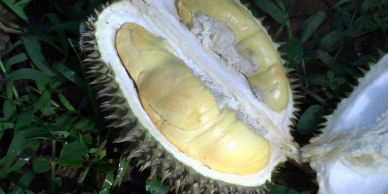 Detail Gambar Durian Lokal Nomer 5