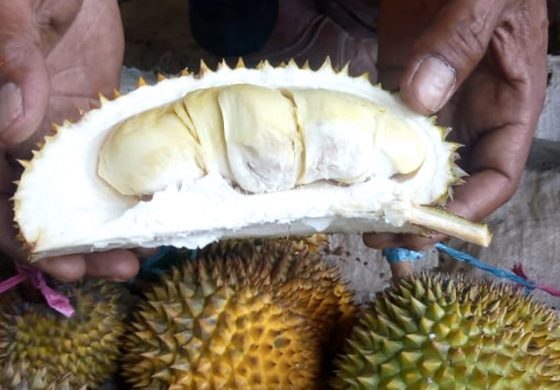 Detail Gambar Durian Lokal Nomer 7