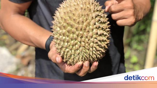 Detail Gambar Durian Lucu Nomer 11