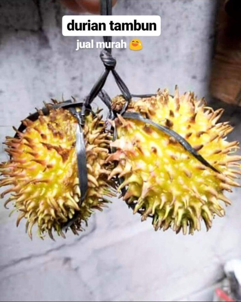 Detail Gambar Durian Lucu Nomer 25