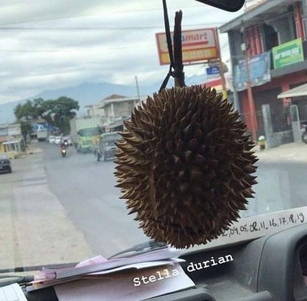 Detail Gambar Durian Lucu Nomer 30