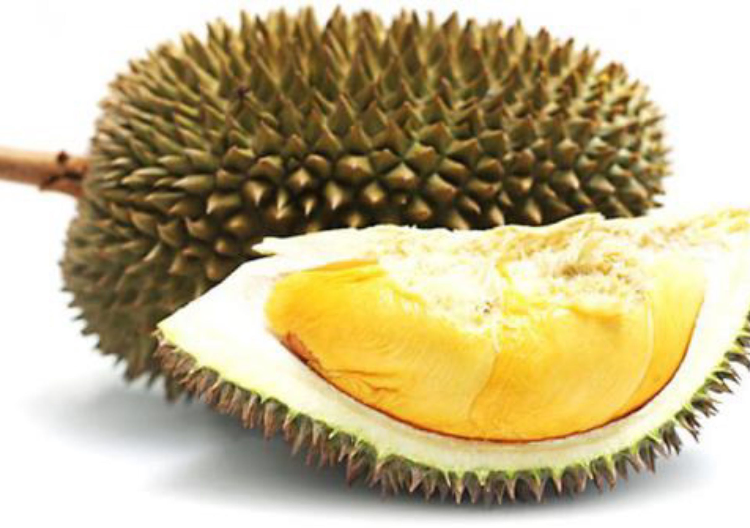 Detail Gambar Durian Montong Nomer 24