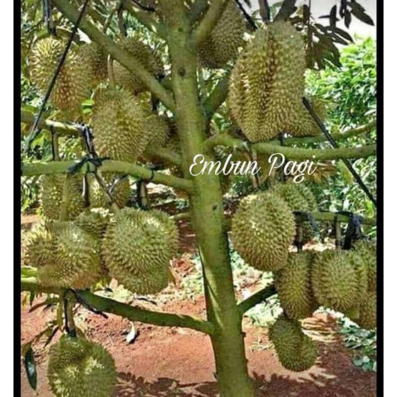 Detail Gambar Durian Montong Nomer 40