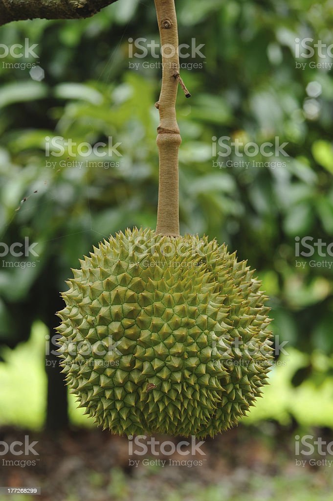 Detail Gambar Durian Montong Nomer 42