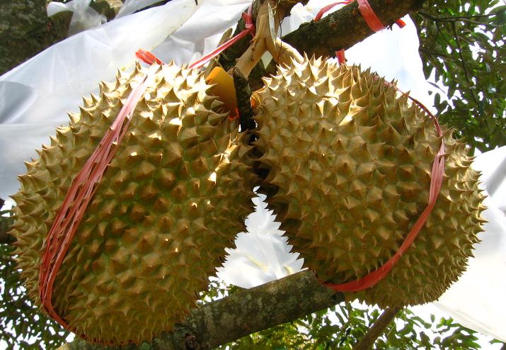 Detail Gambar Durian Montong Nomer 6