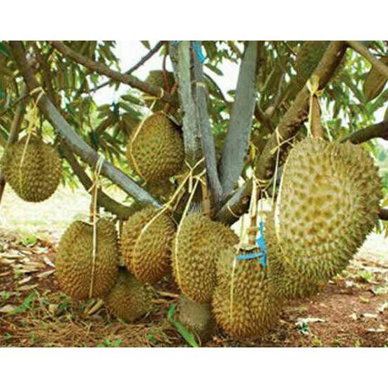 Detail Gambar Durian Montong Nomer 52