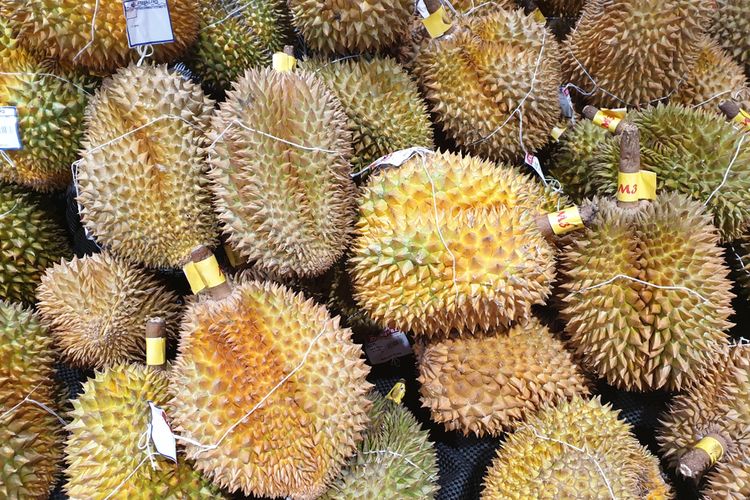Detail Gambar Durian Montong Nomer 10