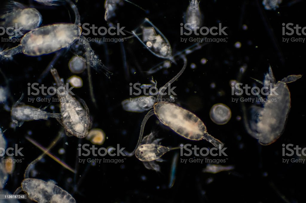 Detail Gambar Dzooplankton Background Putih Nomer 20