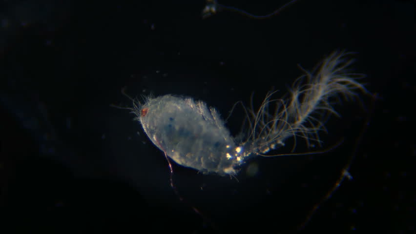 Detail Gambar Dzooplankton Background Putih Nomer 21