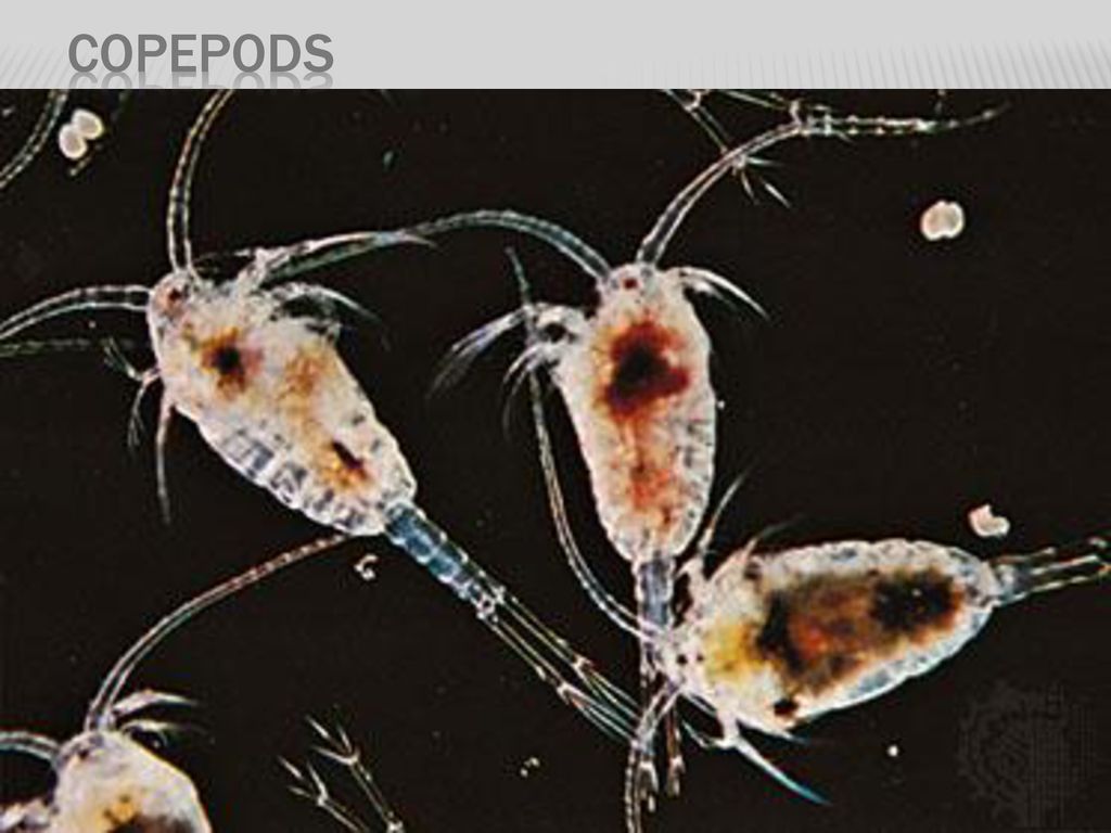 Detail Gambar Dzooplankton Background Putih Nomer 30