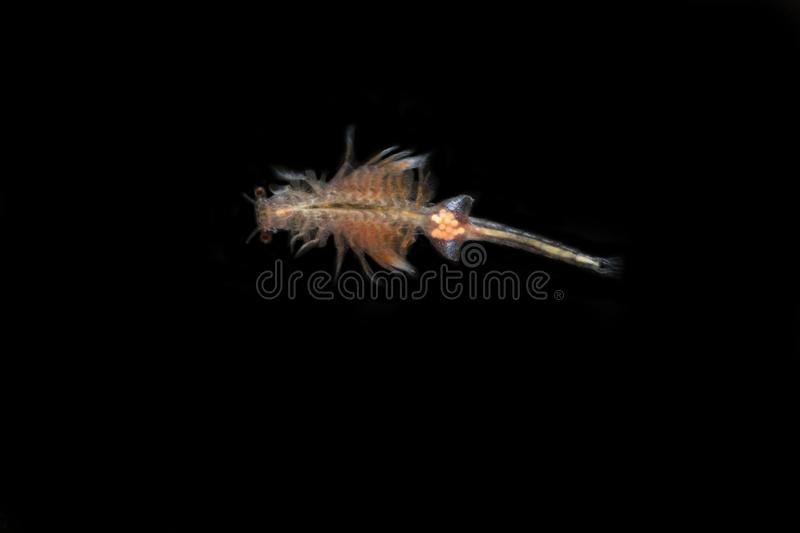 Detail Gambar Dzooplankton Background Putih Nomer 37