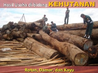 Detail Gambar Egiatan Dibidang Kehutanan Nomer 11