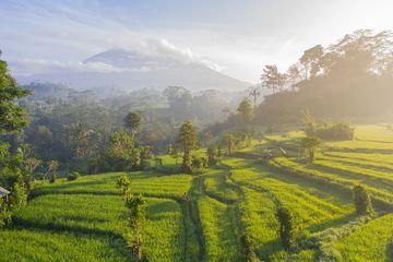 Detail Gambar Egiatan Dibidang Kehutanan Nomer 23