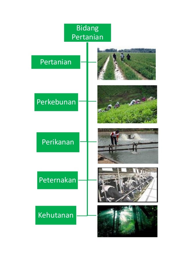 Detail Gambar Egiatan Eonomi Di Bidang Kehutanan Nomer 26