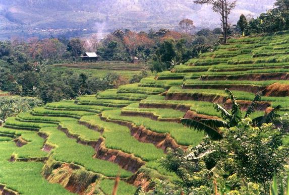 Detail Gambar Egiatan Eonomi Di Bidang Kehutanan Nomer 38