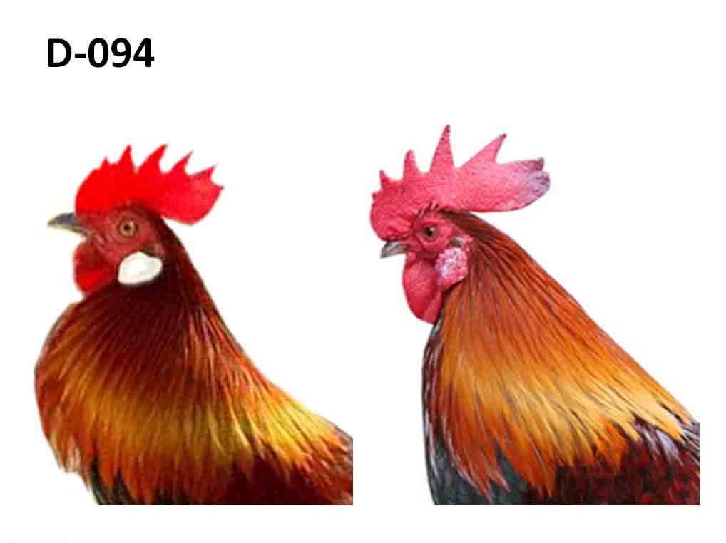 Detail Gambar Ekor Ayam Nomer 46