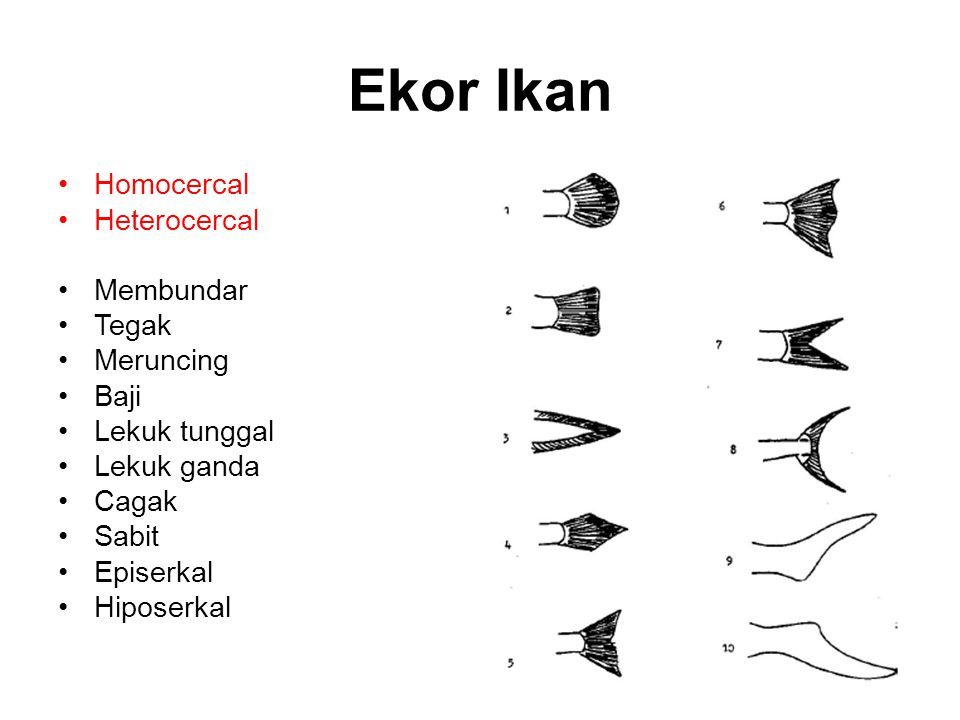 Detail Gambar Ekor Ikan Nomer 9