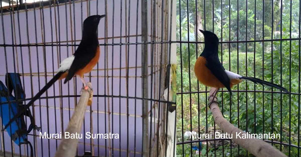 Detail Gambar Ekor Murai Kalimantan Nomer 26