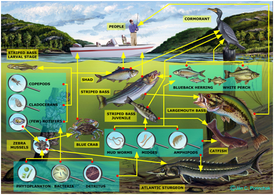Detail Gambar Ekosistem Air Nomer 5