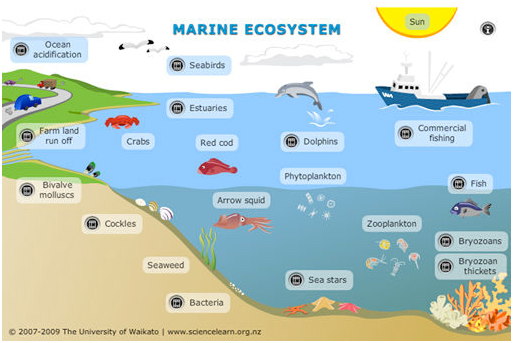 Gambar Ekosistem Air Laut - KibrisPDR