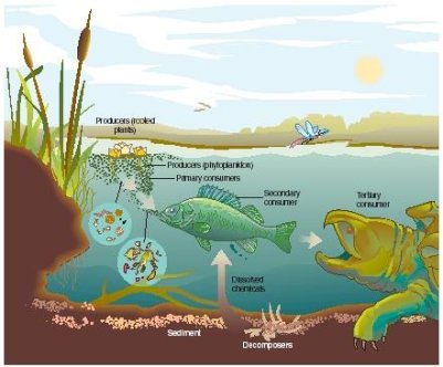 Detail Gambar Ekosistem Air Laut Nomer 20