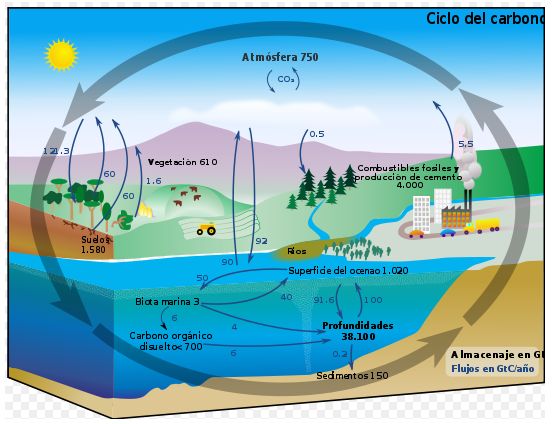 Detail Gambar Ekosistem Air Laut Nomer 25
