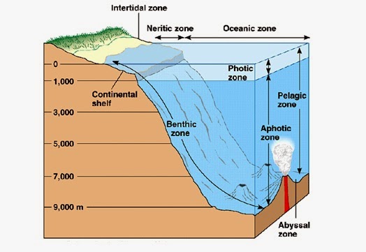 Detail Gambar Ekosistem Air Laut Nomer 45