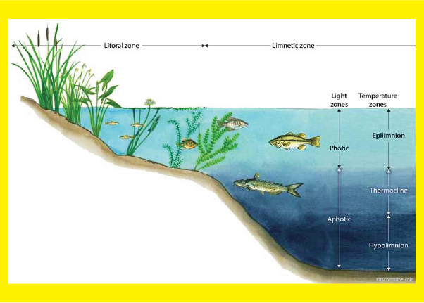 Detail Gambar Ekosistem Akuatik Nomer 14