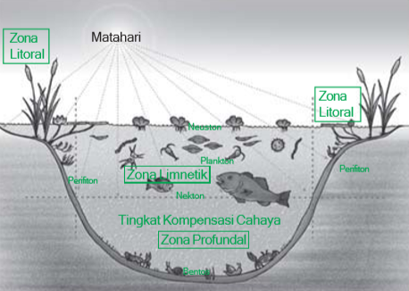 Detail Gambar Ekosistem Akuatik Nomer 25