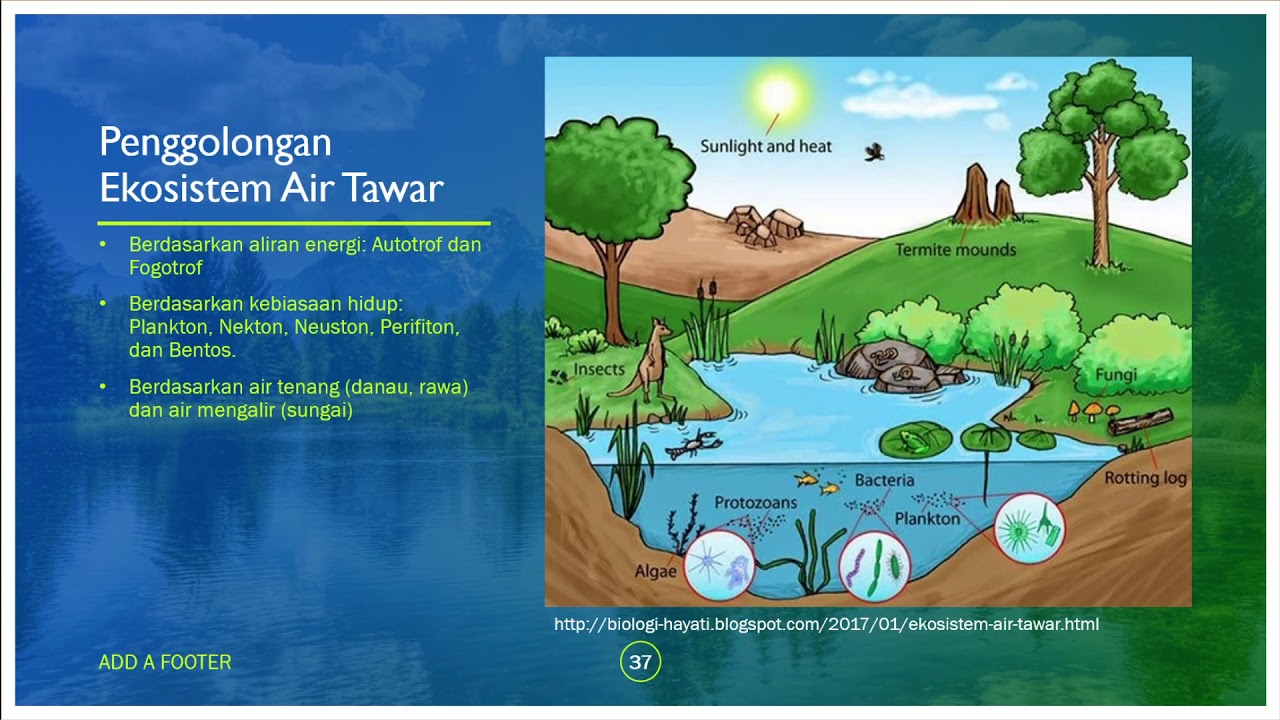 Detail Gambar Ekosistem Akuatik Nomer 31