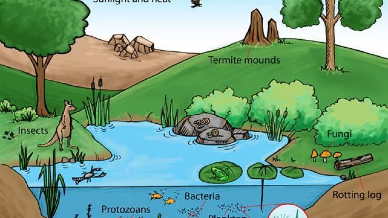 Detail Gambar Ekosistem Danau Nomer 2