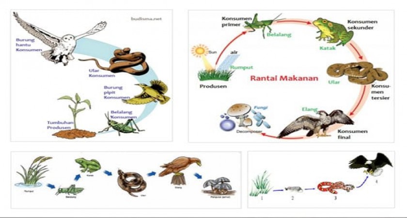 Detail Gambar Ekosistem Danau Nomer 11