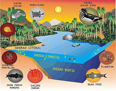 Detail Gambar Ekosistem Danau Nomer 4
