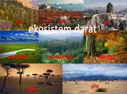 Detail Gambar Ekosistem Darat Nomer 18
