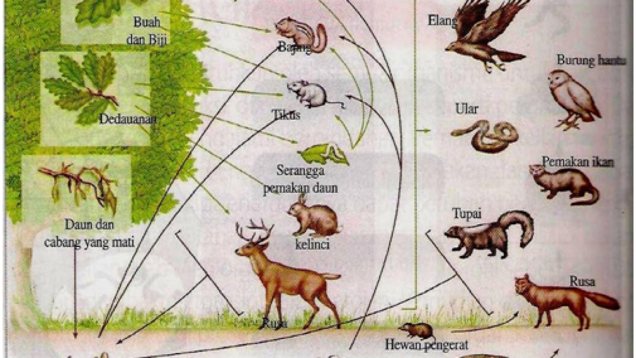 Detail Gambar Ekosistem Hutan Nomer 2