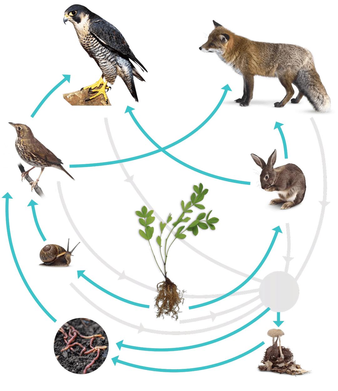 Detail Gambar Ekosistem Hutan Nomer 23