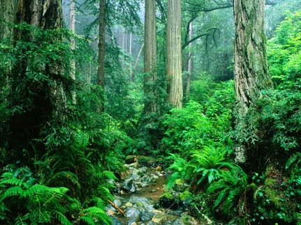 Detail Gambar Ekosistem Hutan Nomer 7