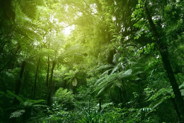 Detail Gambar Ekosistem Hutan Hujan Tropis Nomer 11