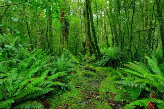 Gambar Ekosistem Hutan Hujan Tropis - KibrisPDR