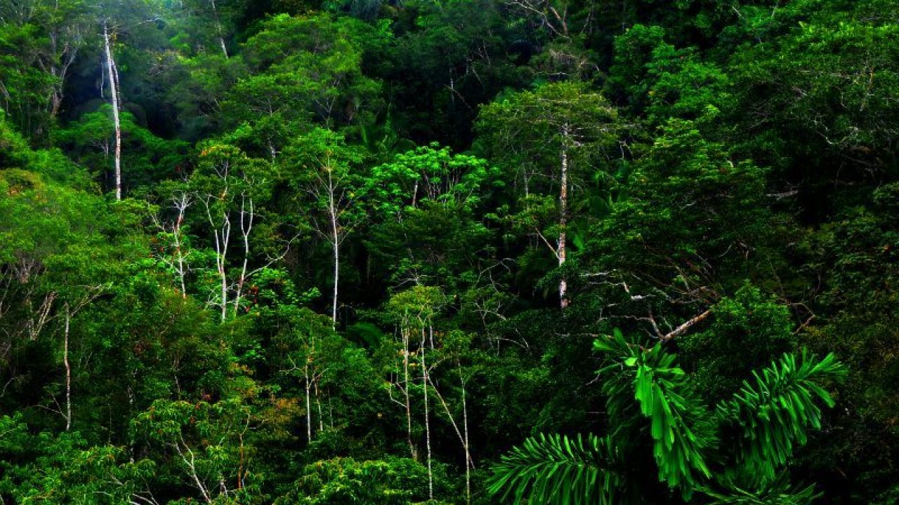 Detail Gambar Ekosistem Hutan Hujan Tropis Nomer 3