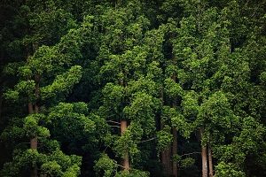 Detail Gambar Ekosistem Hutan Hujan Tropis Nomer 44